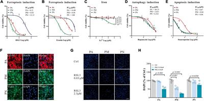 Iron metabolism mediates microglia susceptibility in ferroptosis